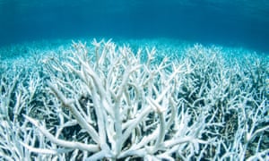 Tobago’s coral reef at risk due to coral bleaching