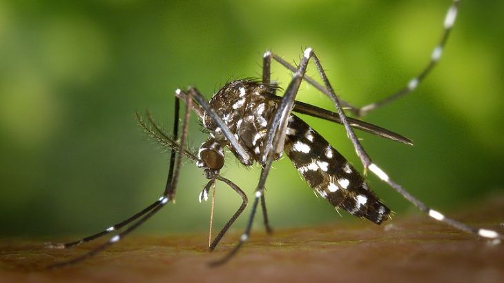 Cuba Develops Strategy to Contain the Dengue Epidemic