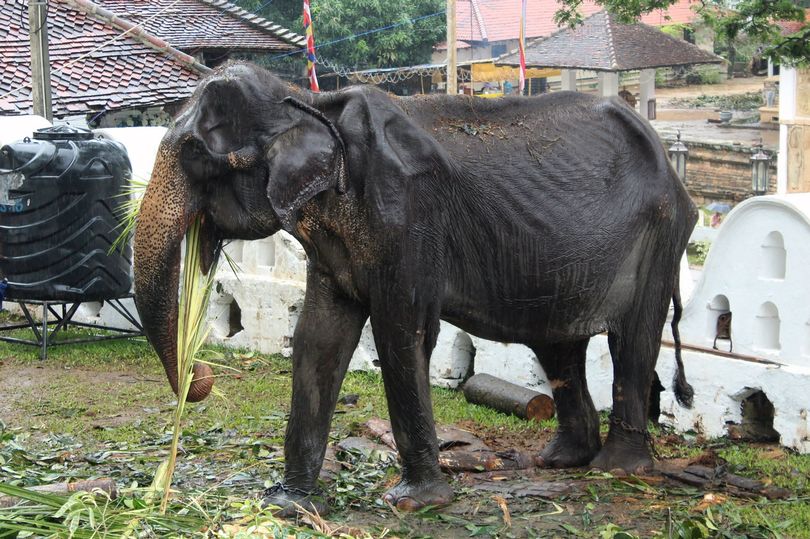 Ill-Treated and Emaciated 70 Year-Old Elephant Dies in Sri Lanka