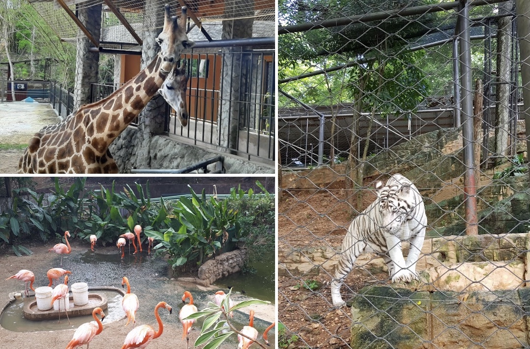 PM Rowley not in favor of moving Zoo