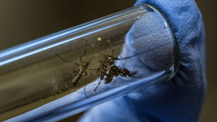 Brazil Reports Sharp Rise in Dengue Fever Cases