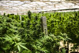 60 Acres promised by Barbados Gov’t to Rastafarians to Grow Marijuana