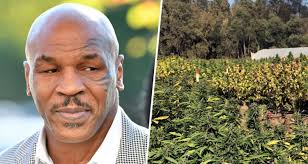 Mike Tyson Reveals Plans to Set Up Caribbean Cannabis Farm