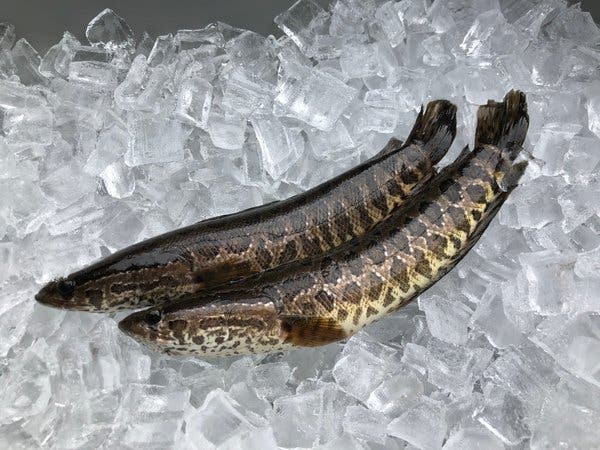 Snakehead fish found in Georgia; officials say kill on sight