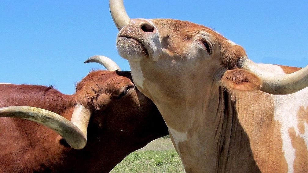 Thieves steal bulls and cows in La Romaine