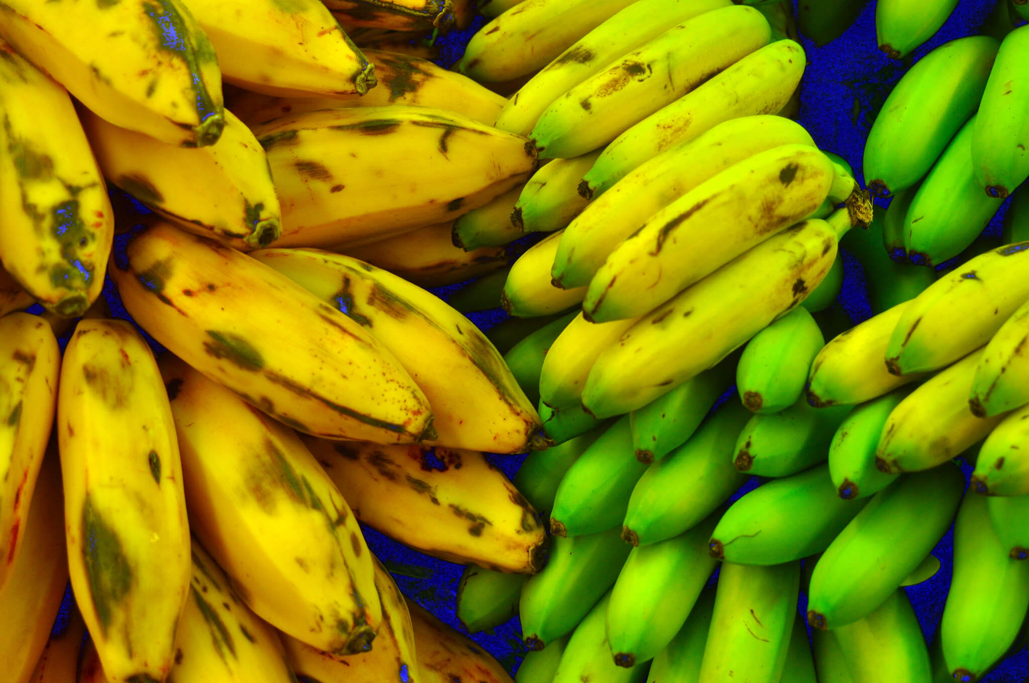 United Nation’s FAO Forces On Caribbean Bananas