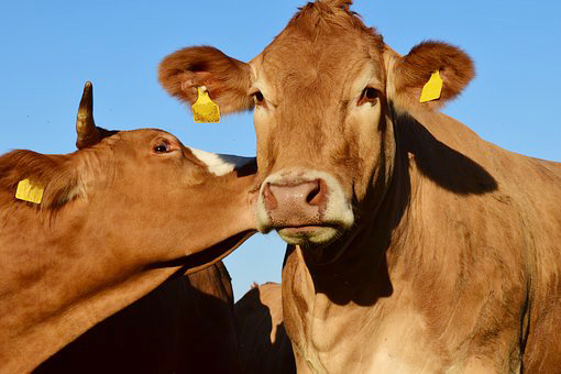 SA Meat Products Banned After Foot-and-Mouth Disease Outbreak