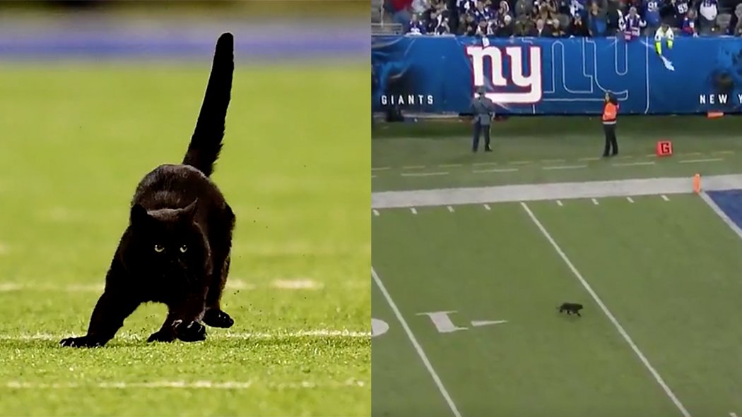 ‘Obeah?’ – The Black Cat That Ran Onto the Field of a NFL Game