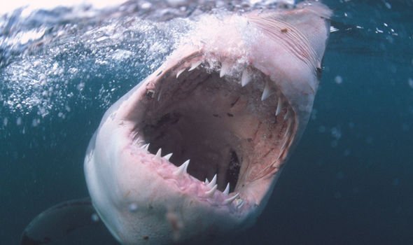 Missing British Tourist’s Hand Found in Shark’s Stomach