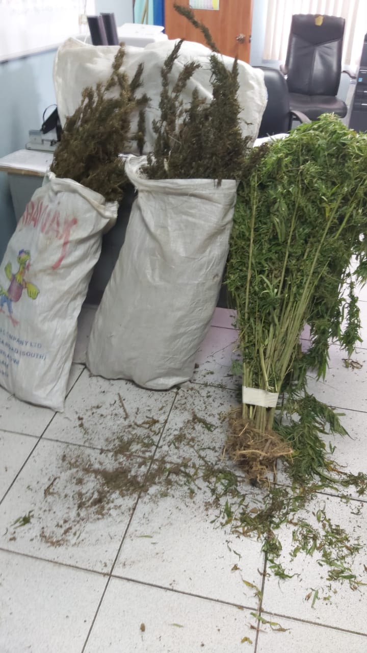 TT$13.5M in marijuana trees destroyed in Biche