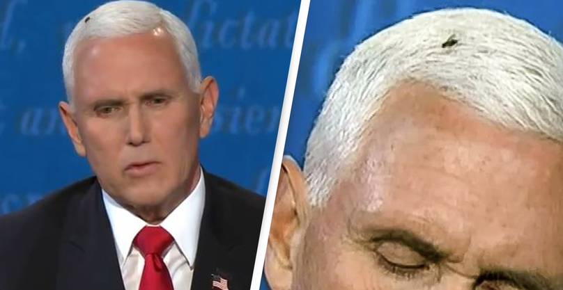 Twitter Goes WILD as Giant Fly Lands on Mike Pence’s Head During Vice Presidential Debate