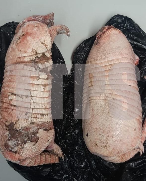 Four persons arrested in separate incidents – armadillo carcasses and marijuana seized