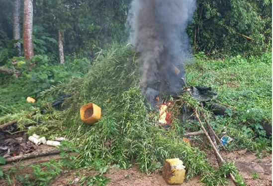 Marijuana Worth $763,000 Destroyed During Eradication Exercise in North Eastern Division