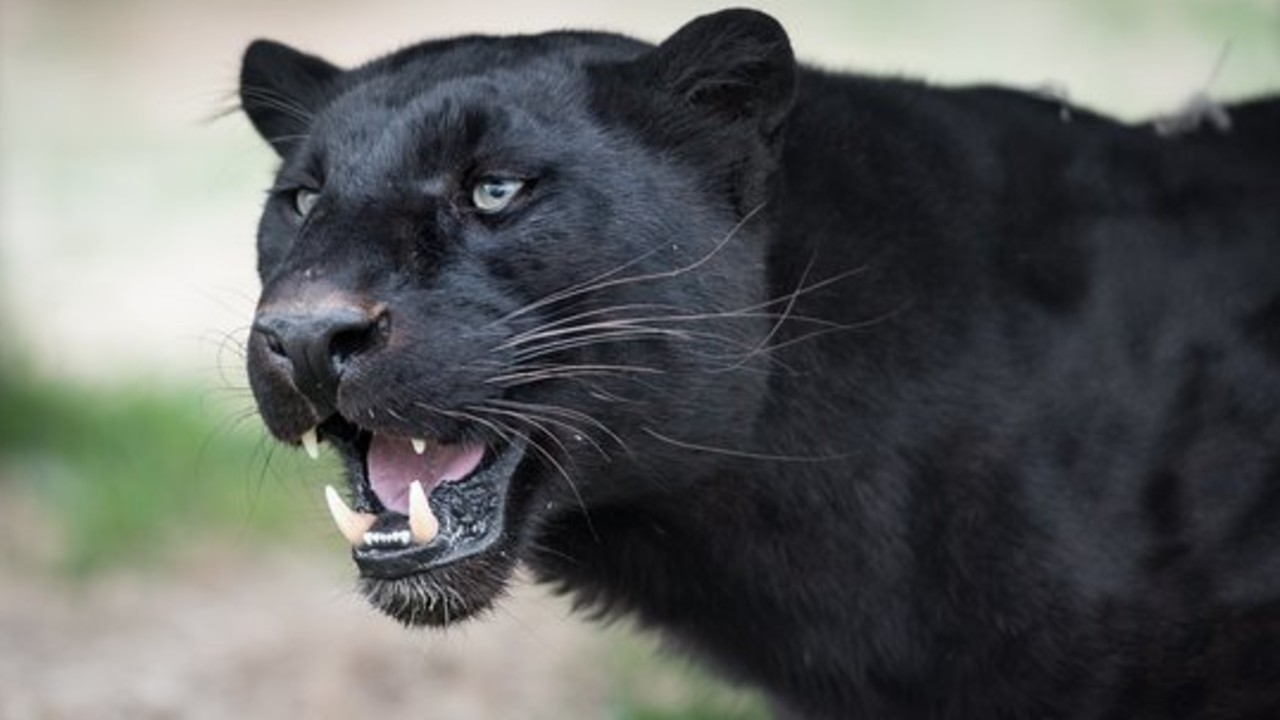 Black Leopard Mauls Man Who Paid to Have Pictures Taken