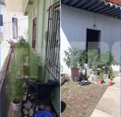 Arima man arrested after 54 marijuana trees found at his home