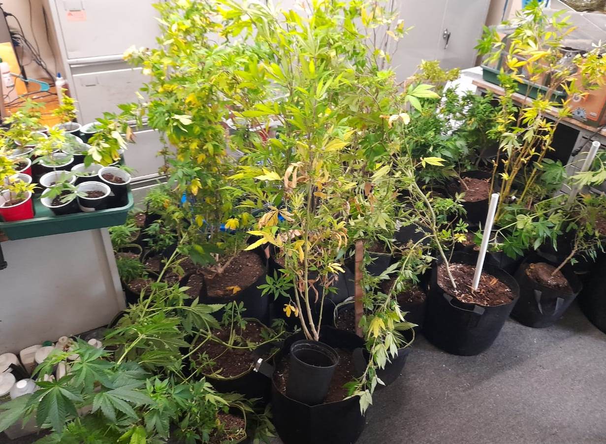 Marijuana trees valued at $150,000 destroyed by the TTPS