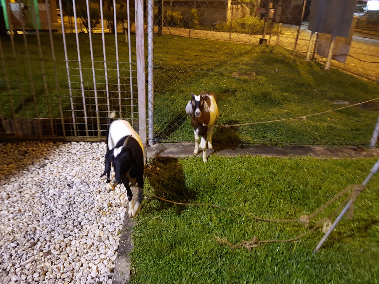 Two men arrested for stealing goats in Penal