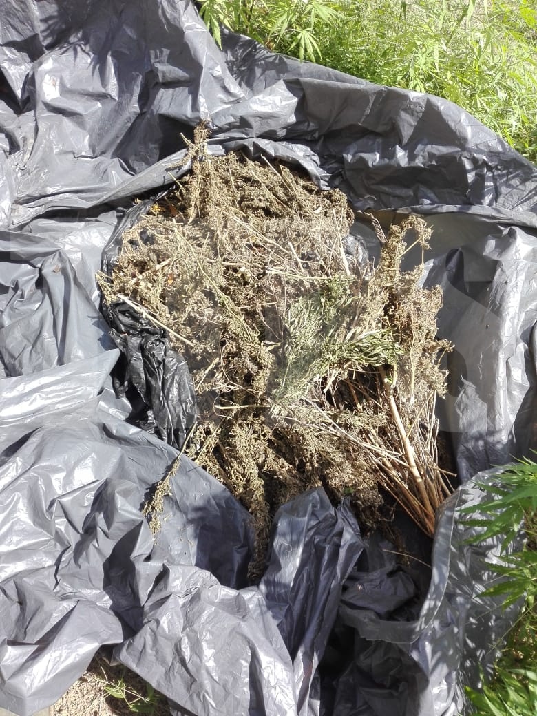 $16 million worth of marijuana destroyed in Moruga