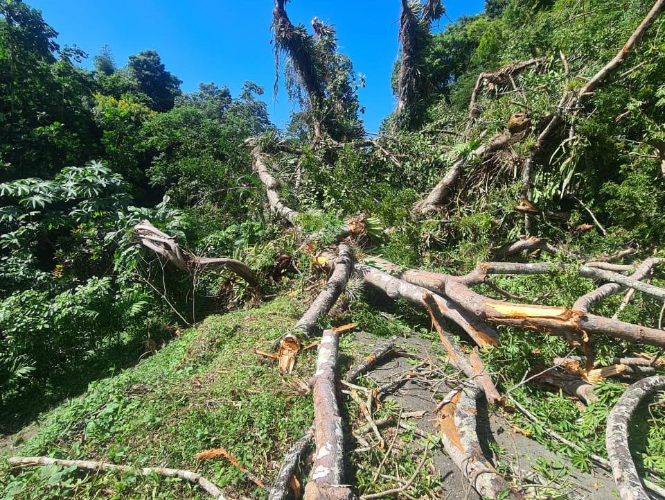 Historic silk cotton tree in Tobago uprooted