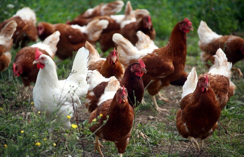 Thousands of Birds to be Culled Over Avian Flu Outbreak in India