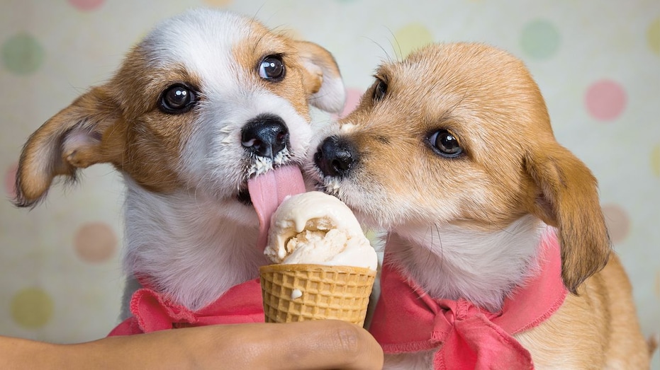 Ben & Jerry’s Releases Ice Cream for Dogs
