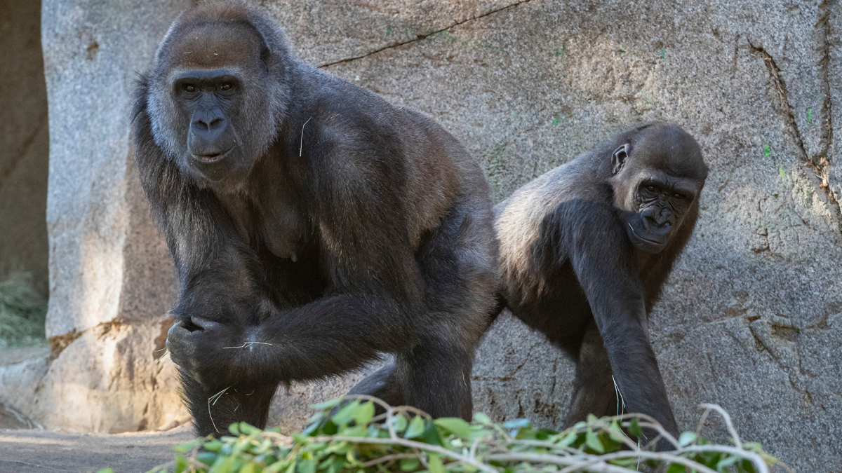 After Treatment With Synthetic Antibodies, Gorilla Recovers from Covid-19