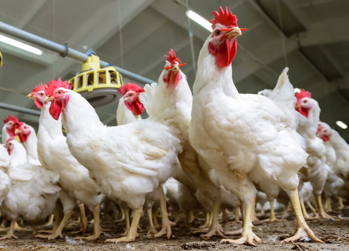 Return of Bird Flu to South Korea Sparks Cull of 25 Million Chickens