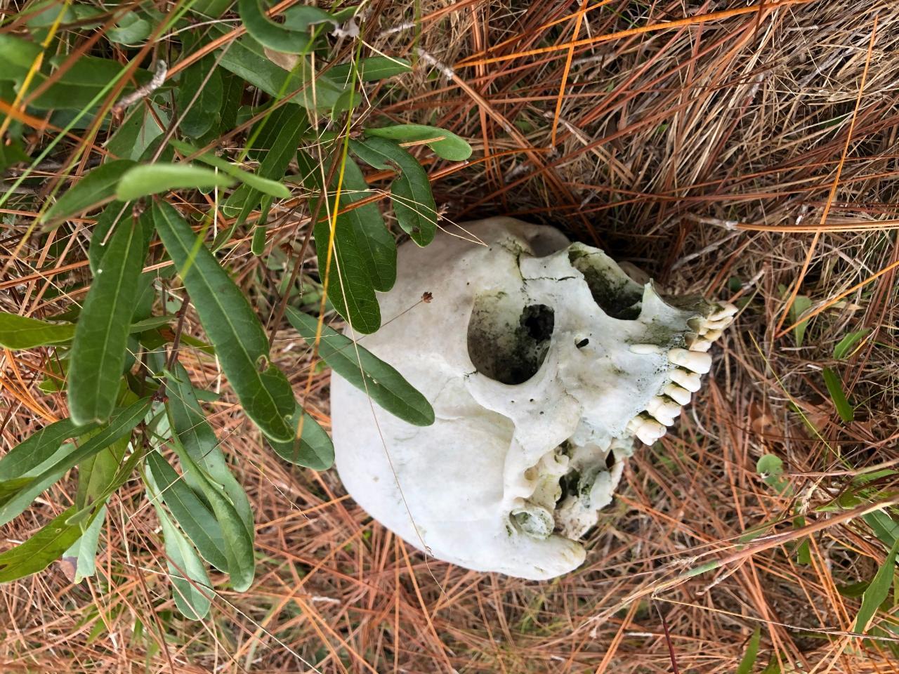Skeletal remains found in Buen Intento