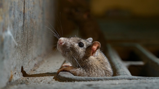 WATCH: Plague of Mice Hits Parts of Rural Australia