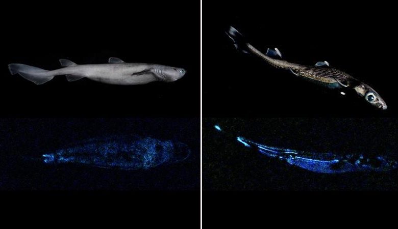 Glow-in-the-Dark Sharks Found Off New Zealand Coast