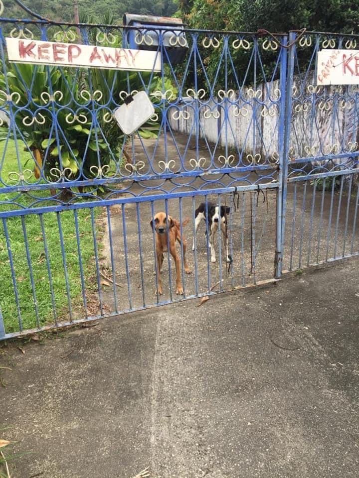 Malnourished dogs picked up by the TTSPCA
