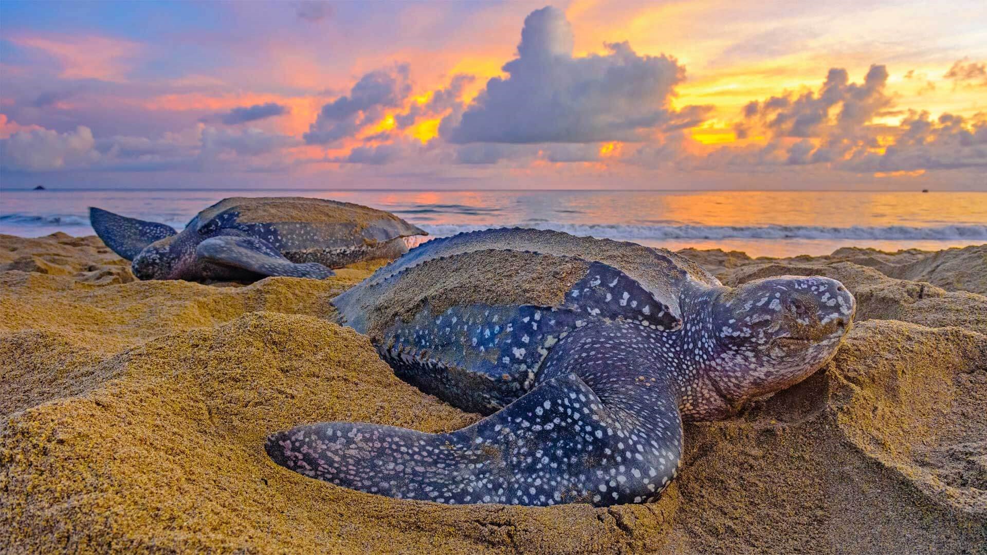 Nature Seekers TT wants access to monitor sea turtles at night