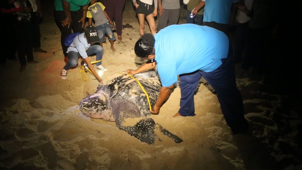 Citizens Urged To Use Certified Turtle Tour Operators