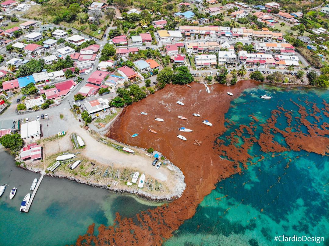 WATCH: Sargassum Seaweed Takes Over Martinique’s Coastline