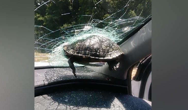 Passenger Survives Being Hit in the Head by Flying Turtle