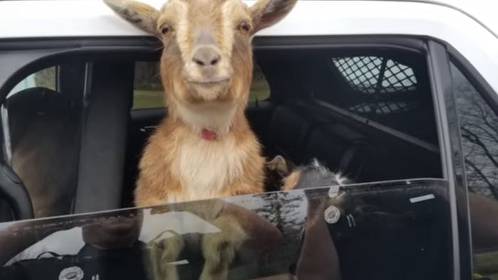 Ducks and goats found inside stolen vehicle