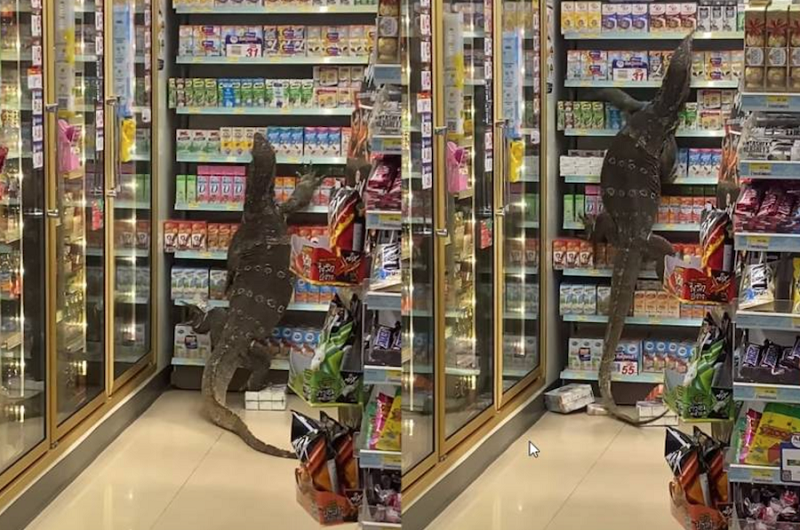 WATCH: Giant Lizard Climbs Store Shelves in Thailand
