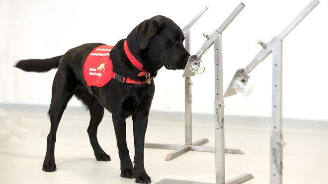 Dogs Can Detect COVID-19, Says New Study