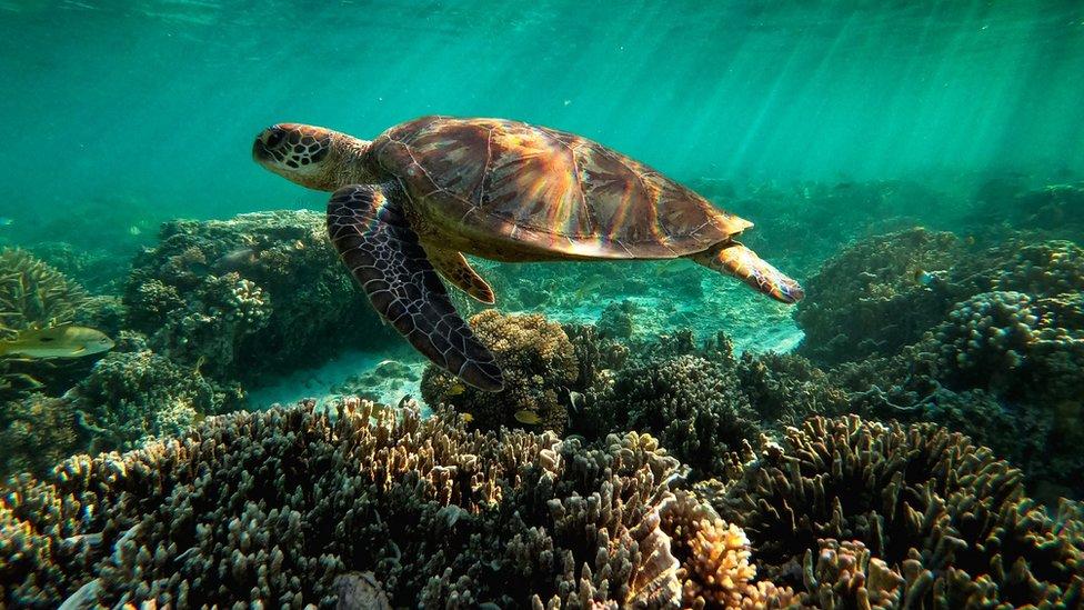 Australia Opposes UNESCO ‘in danger’ Status for Great Barrier Reef