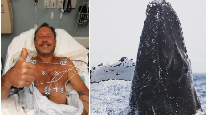 Man survives after being swallowed whole by a whale