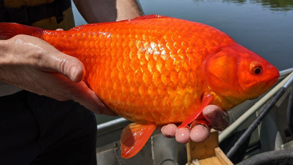 Giant goldfishes found in Minnesota lake