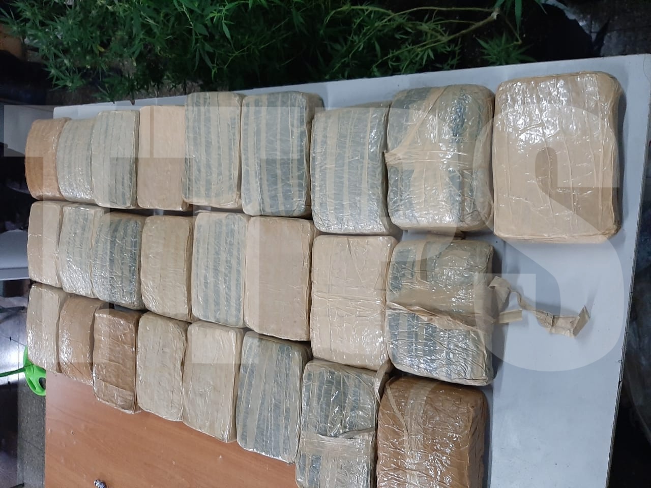 SORT seize 96.8 kilos marijuana in Moruga bushes