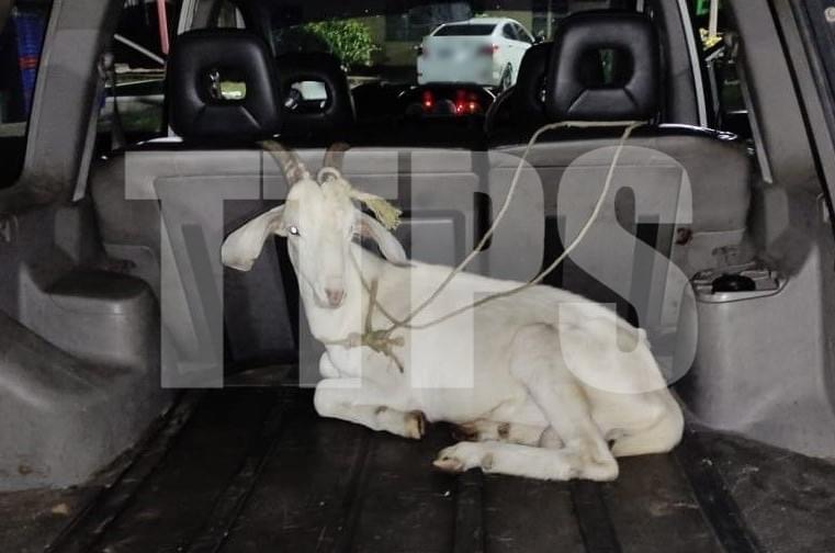 Two arrested – Goat recovered