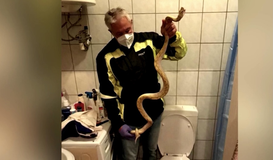 5 foot Python bites man on genitals while he was sitting on the toilet.