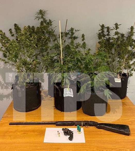 Man arrested for marijuana cultivation; firearms and ammo seized