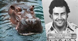 Pablo Escobar’s hippos sterilized