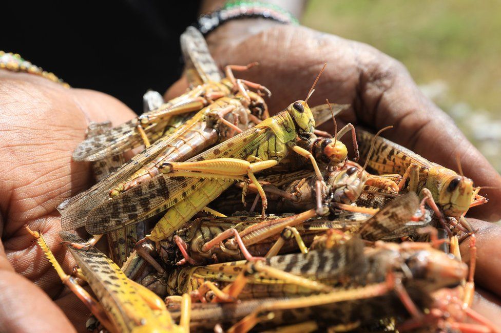 Locust Infestation Affecting Princes Town