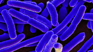 E. coli outbreak hit 7 states in the U.S
