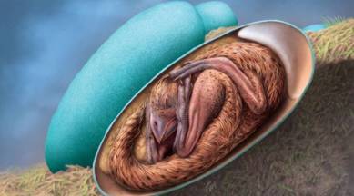 Dinosaur embryo found inside a fossilized egg in China