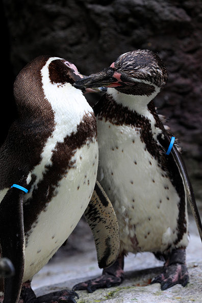 New York zoo welcomes 1st gay penguin foster parents